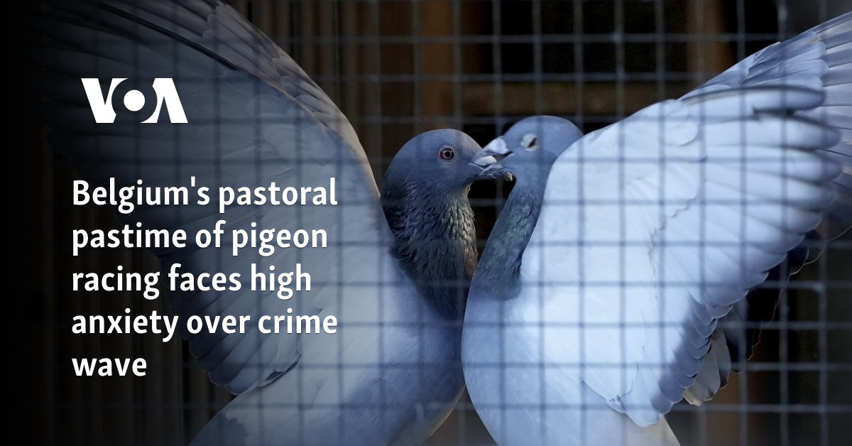 Belgium's pastoral pastime of pigeon racing faces high anxiety over crime wave