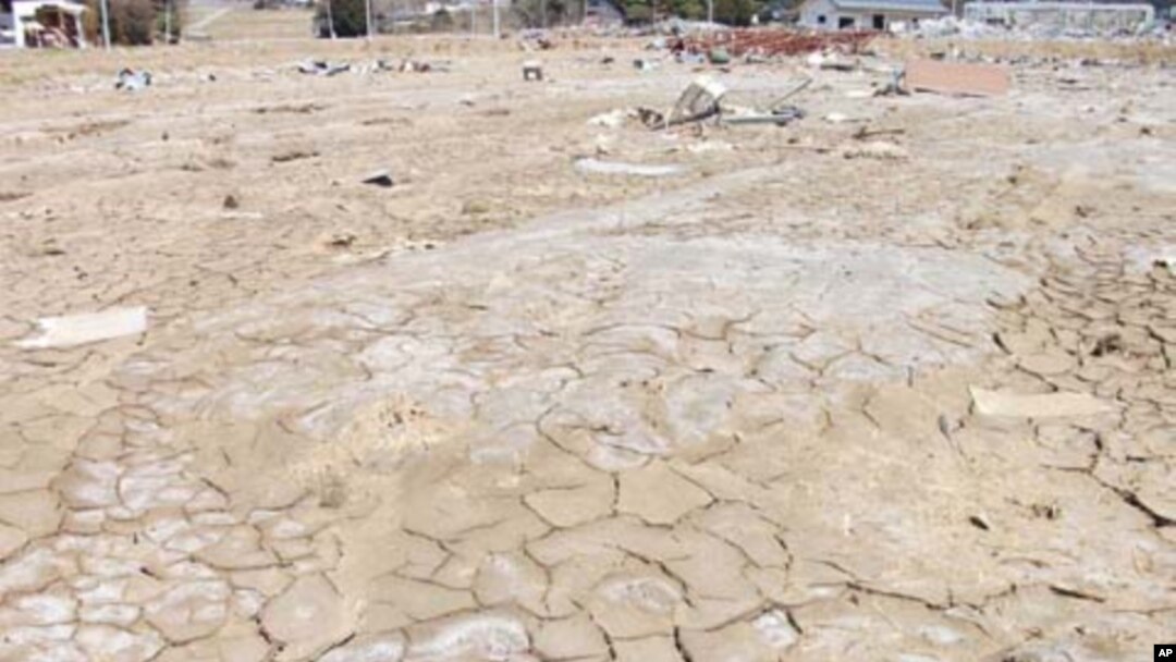 The March 2011 Japan tsunami contaminated some 20,000 hectares of rice paddies with salt.