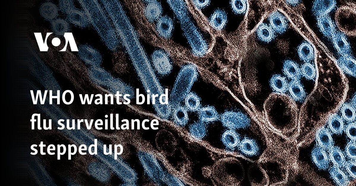 WHO wants bird flu surveillance stepped up 