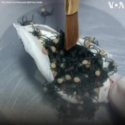 Hàng trăm con nhện độc mới nở