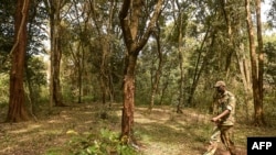 FILE - Kenya forest rangers patrol inside the canopy of Ngong Road Forest,on Feb. 1, 2022 in Nairobi.