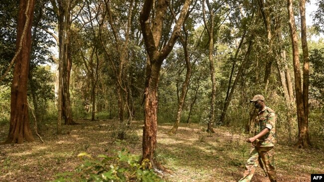 FILE - Kenya forest rangers patrol inside the canopy of Ngong Road Forest,on Feb. 1, 2022 in Nairobi.