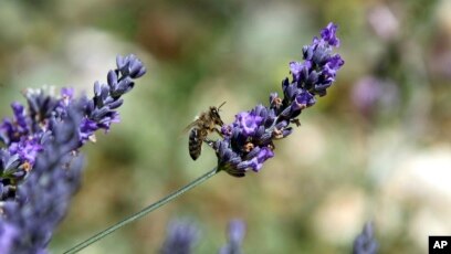 European Beekeepers Alert on 'Catastrophic' Harvest