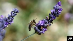 A bee gathers nectar of lavender from a field in Sederon, near Carpentras, southern France, Aug. 27, 2014.