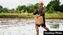 ຊາວນາຟິລິບປິນຄົນນຶ່ງ ກໍາລັງຫວ່ານກ້າ
