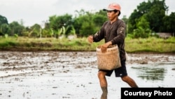 FILE - A rice farmer sows seeds in Oton, Iloilo, Philippines.