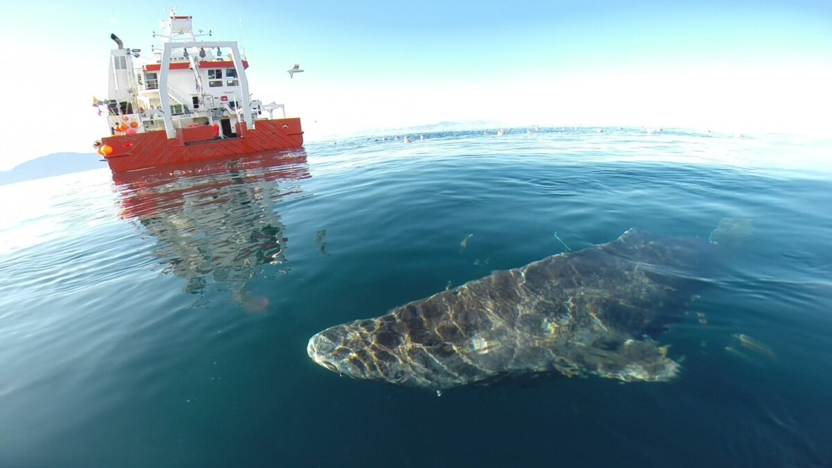 The Longest Living Vertebrate is… a Shark