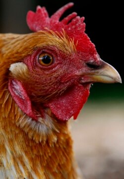 Seekor ayam buras berjalan di sekitar peternakan dekat Bristol, Inggris Selatan, 7 Juni 2007. (Foto: REUTERS/Phil Noble)