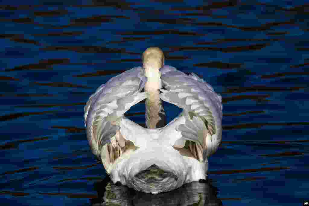 A swan swims at the inner city harbour in Berlin, Germany. 