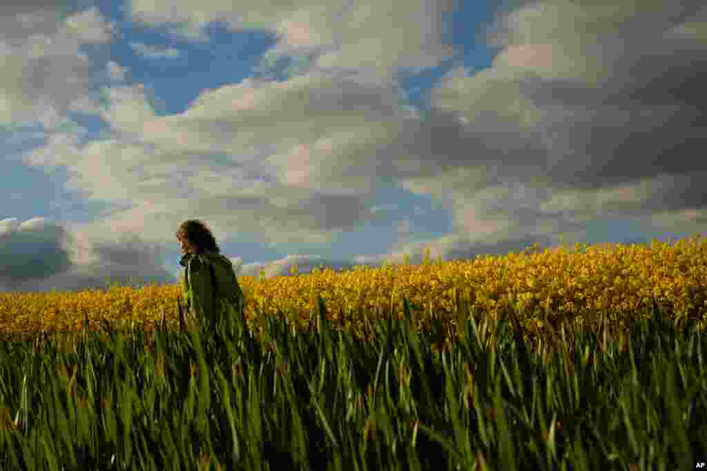 یک زن اسپانیایی در شمال این کشور در مزرعه ای با گلهای زرد در غروب آفتاب.