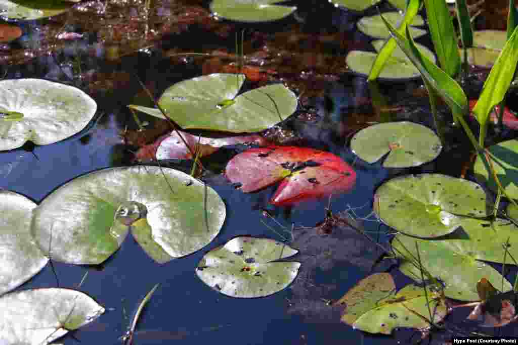Water lilies cover the surface of the swamp.
