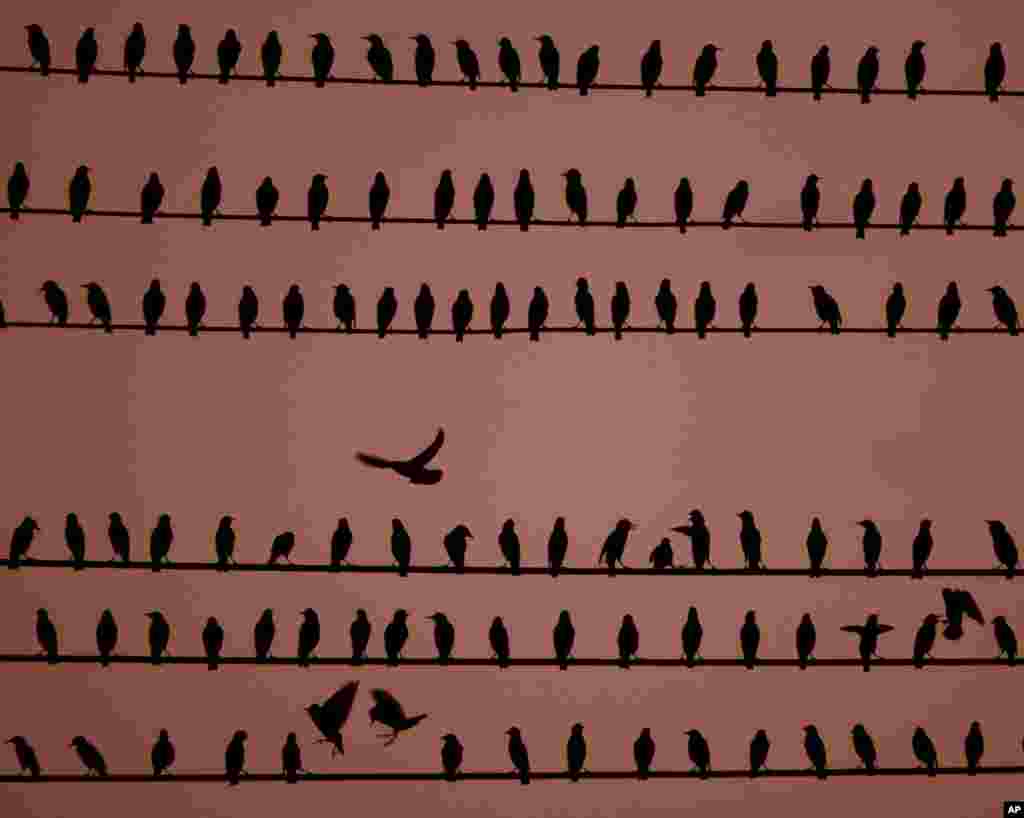 24 ستمبر 2017: کینساس شہر میں بجلی کے تاروں پر پرندے قطار میں بیٹھے ہیں