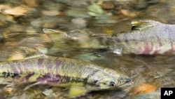 Chum salmon (onorhynchus keta) on a spawning run in a Tongass stream