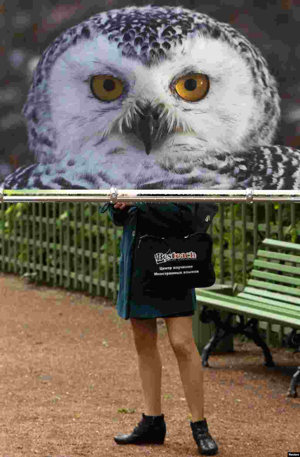 A visitor stands behind an illustration of a Polar owl, part of an exhibition at the Summer Garden, in St. Petersburg, Russia.