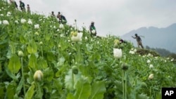 Community based anti-narcotic campaigners destroy a poppy cultivation near Lone Zar village in northern Kachin State, Myanmar. Anti-drug activists said the military and local police are preventing them from destroying fields of opium poppies in northern Myanmar, a major cultivation area for the drug that can be made into heroin.