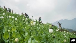 FILE - Community-based anti-narcotic campaigners destroy a poppy cultivation near Lone Zar village in northern Kachin State, Myanmar, Feb. 3, 2016.