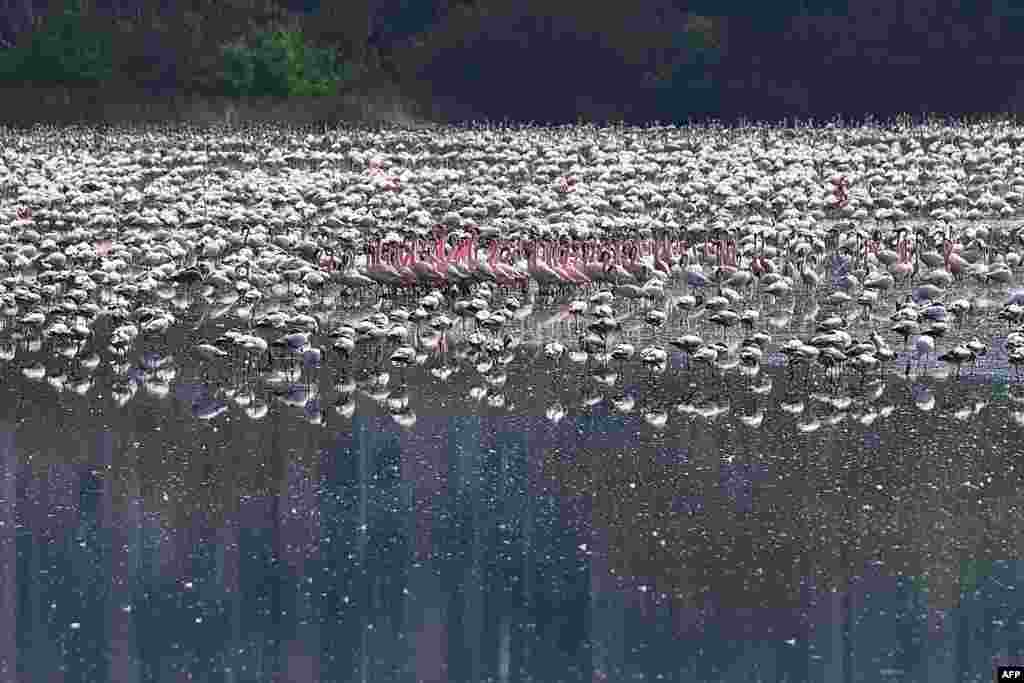 Flamingos are seen in a pond in Navi Mumbai, India.