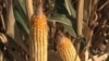 Cutting Ethanol Subsidy Might Not Impact Food Prices