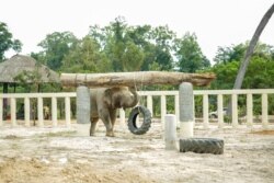 Kaavan walks at Kulen Prom Tep Wildlife Sanctuary in Oddar Meanchey province, Cambodia, Dec. 1, 2020. (Khan Sokummono/VOA Khmer)