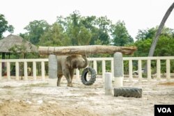 Kaavan walks at Kulen Prom Tep Wildlife Sanctuary in Oddar Meanchey province, Cambodia, Dec. 1, 2020. (Khan Sokummono/VOA Khmer)