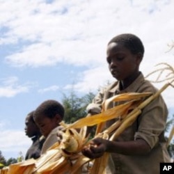 Young Kenyan boys harvest maize in Bomet, Kenya (File Photo).