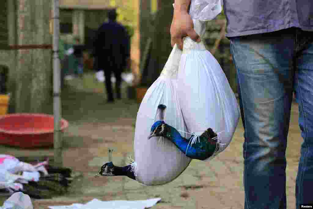 Burung merak dimasukkan ke dalam tas untuk melindungi bulu-bulu mereka saat diangkut ke tempat lain di Xiangyang, Hubei, China.