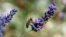 A bee gathers nectar of lavender from a field in Sederon, near Carpentras, southern France, Aug. 27, 2014.