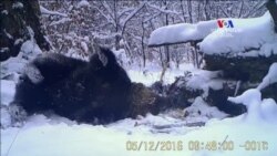 NO COMMENT: Ինչո՞վ են զբաղված արջերը ձմռանը