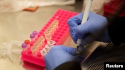 FILE - A researchers works with coronavirus samples as a trial begins on whether the anti-malaria drug hydroxychloroquine can prevent or reduce the severity of COVID-19, at the University of Minnesota in Minneapolis, Minnesota, March 19, 2020.