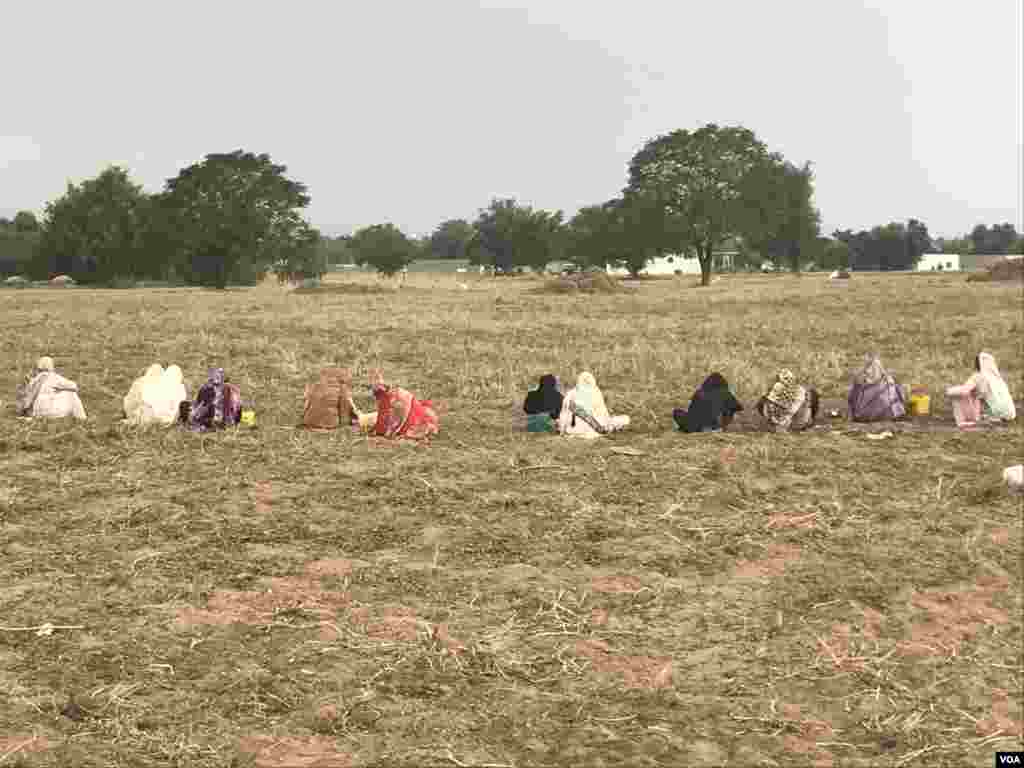 چنائی کے بعد خالی کھیت میں مونگ پھلی کے کچھ دانے بچ جاتے ہیں جو مقامی خواتین چن لیتی ہیں