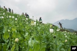 FILE - Community-based anti-narcotic campaigners destroy a poppy cultivation near Lone Zar village in northern Kachin State, Myanmar, Feb. 6, 2016.