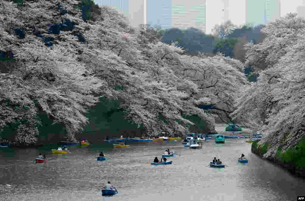 2018年3月27日，游客在日本首都东京的碧波上划船，两岸樱花繁盛。日本樱花季节到来，民众和外国游客涌入公园赏樱。