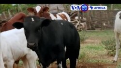 Manchetes Africanas 28 Junho 2018: Parque Nacional do Limpoo em Moçambique