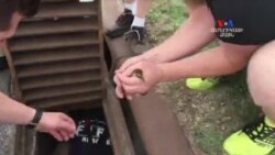 SHORT VIDEO: Բադիկների փրկությունը