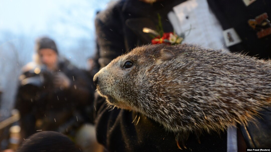 Punxsutawney Phil pada Groundhog Day ke-134 di Gobblers Knob, Punxsutawney, Pennsylvania, AS, 2 Februari 2020.
