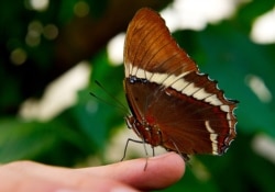 A Siproeta Ephaphus butterfly lands on the finger of a man at the Botanic Garden Jose Celestino Mutis during an exhibition in Bogota on Sept. 14, 2011.