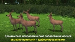 Загадочная болезнь оленей