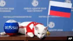 Achilles el gato, uno de los cazadores de ratones del Museo Estatal Hermitage descansa sobre una mesa después de intentar predecir el resultado del partido inaugural del Mundial entre Rusia y Arabia Saudita.