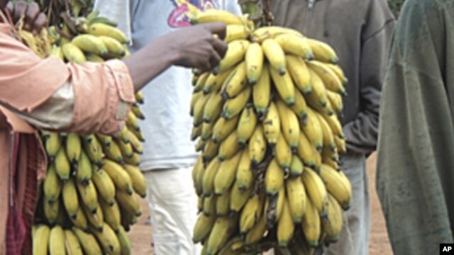Pequenos agricultores etíopes durante a colheita da banana
