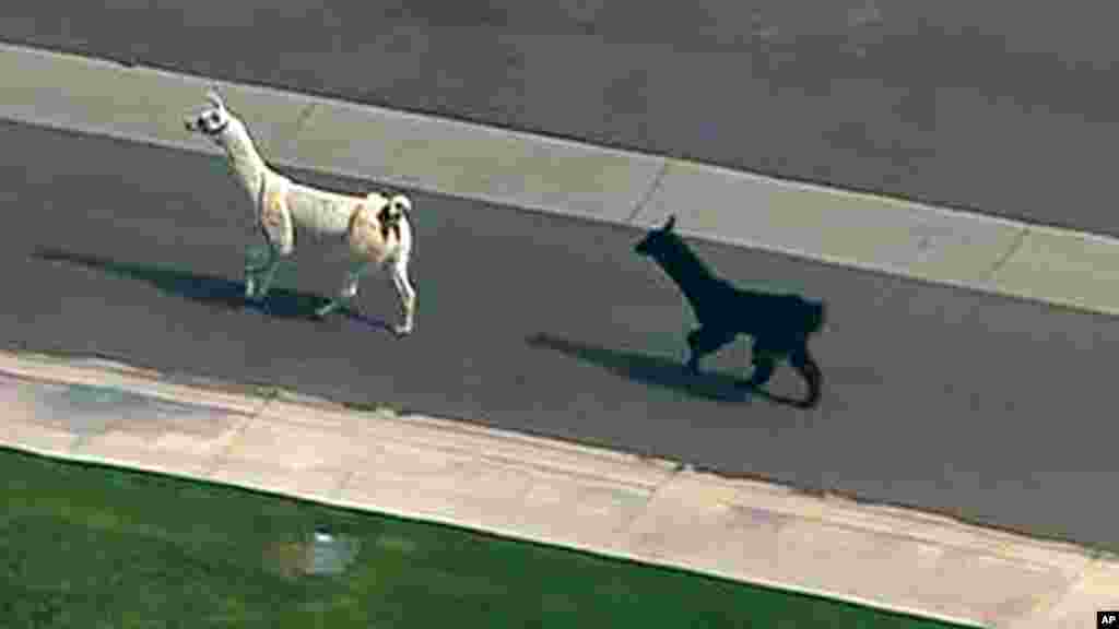 Two quick-footed llamas run in and out of traffic in a Phoenix-area retirement community before they were captured, in Sun City, Ariz. The llamas escaped numerous attempts by Maricopa County Sheriff's deputies and bystanders to round them up before they were roped into custody.