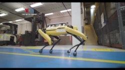 Pabrik Mobil Pekerjakan Anjing Robotik
