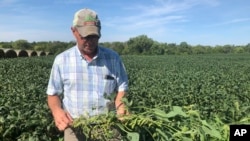 Farmer Randy Miller is shown with his soybeans, Thursday, Aug. 22, 2019, at his farm in Lacona, Iowa. Miller, who also farms corn, is among farmers unhappy with President Donald Trump over waivers granted to oil refineries that have sharply…