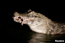 A yacare caiman eats beef offal in a pond at the San Jorge ranch in General Diaz, Paraguay, Aug. 14, 2016.