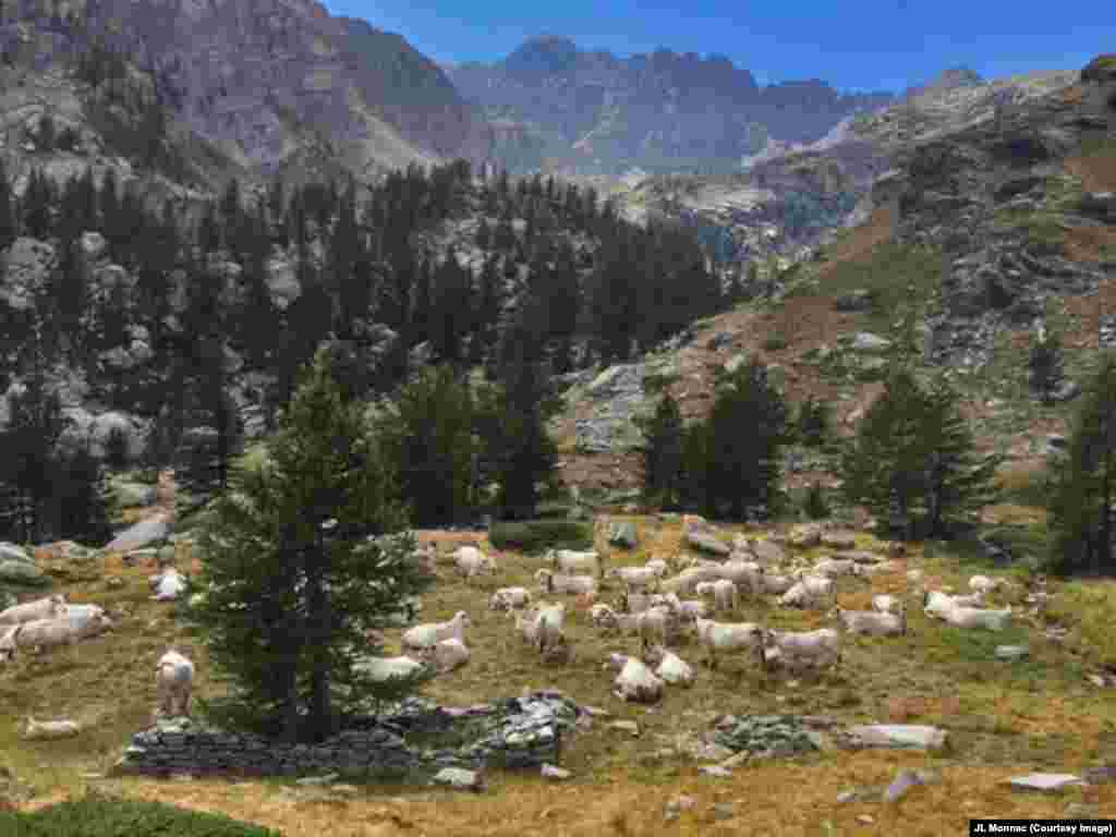 Cows are seen resting in a valley of the Mercantour National Park in Alpes-de-Haute-Provence region of France.