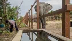 Kaavan walks at Kulen Prom Tep Wildlife Sanctuary in Oddar Meanchey province, Dec. 1, 2020. (Khan Sokummono/VOA Khmer)