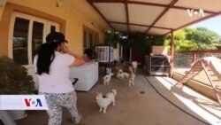 Irak: Svoju kuću otvorili napuštenim životinjama