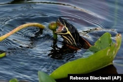 A Florida red-bellied cooter eats a spatterdock bud in Florida's Everglades National Park, Friday, May 17, 2024.