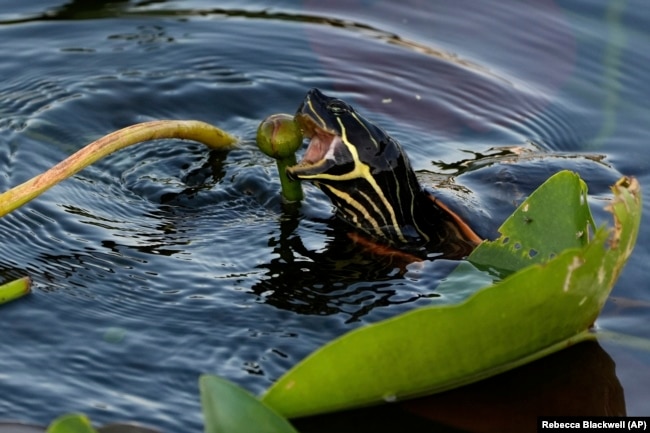 A Florida red-bellied cooter eats a spatterdock bud in Florida's Everglades National Park, Friday, May 17, 2024.