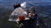 Vanishing Kelp: Warm Ocean Takes Toll on Undersea Forests
