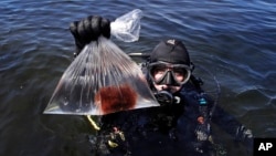 In this June 15, 2017, photo, research technician Kristen Mello shows a sample of a red shrub-like seaweed collected in the waters off Appledore Island, Maine. Kelp forests are critical to the fishing industry but are disappearing around the world.